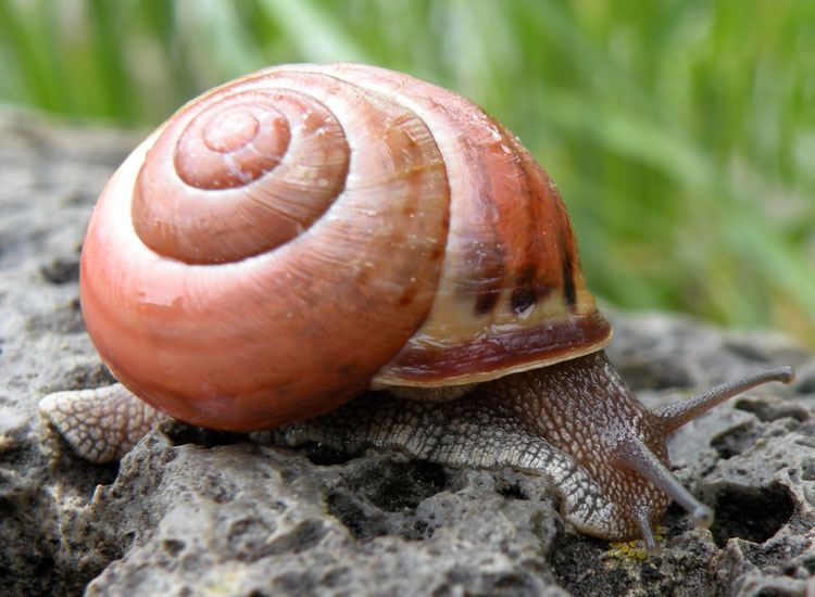 Cepaea nemoralis, vero?